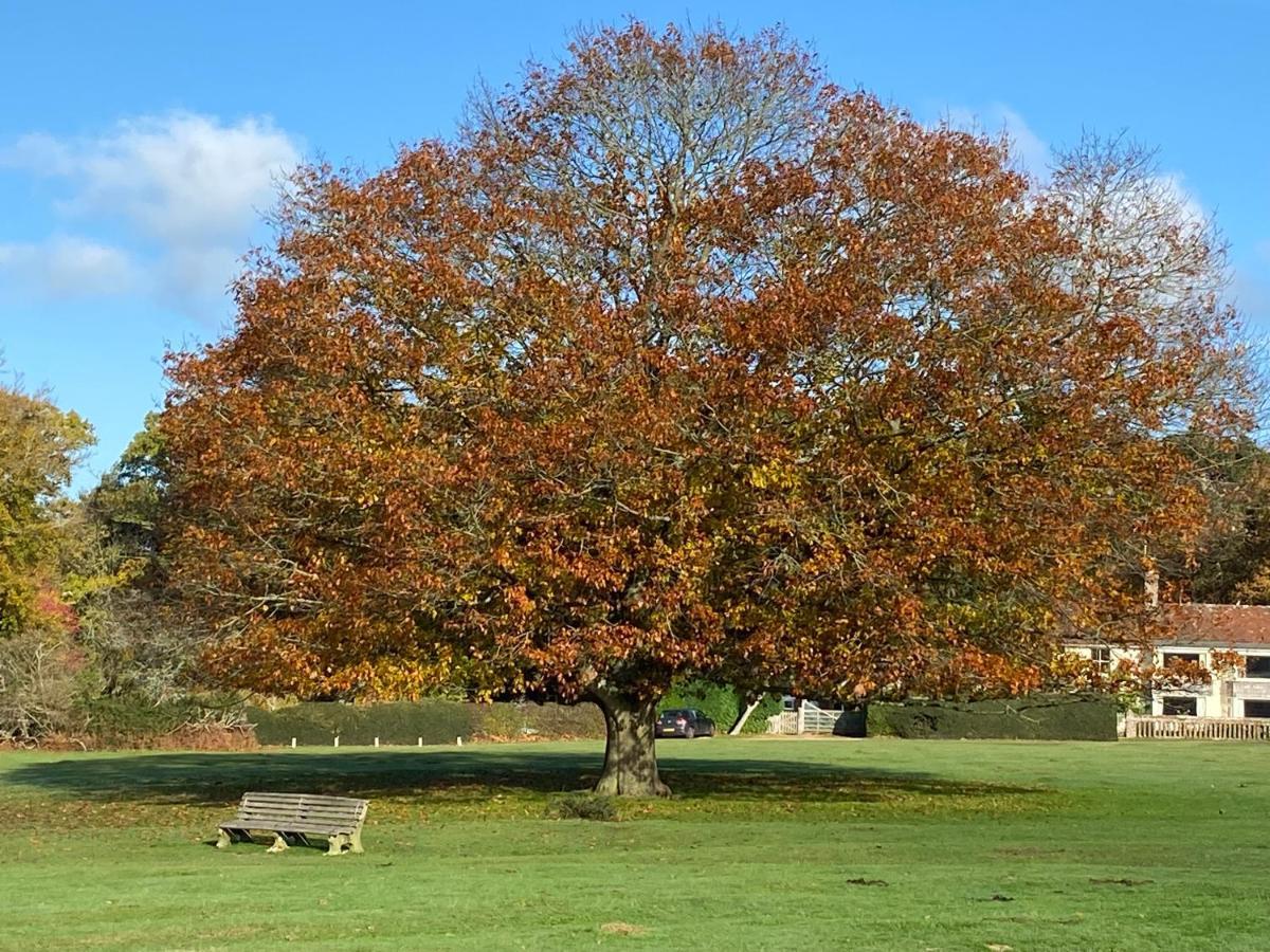 Avondale New Forest Godshill  Exteriör bild