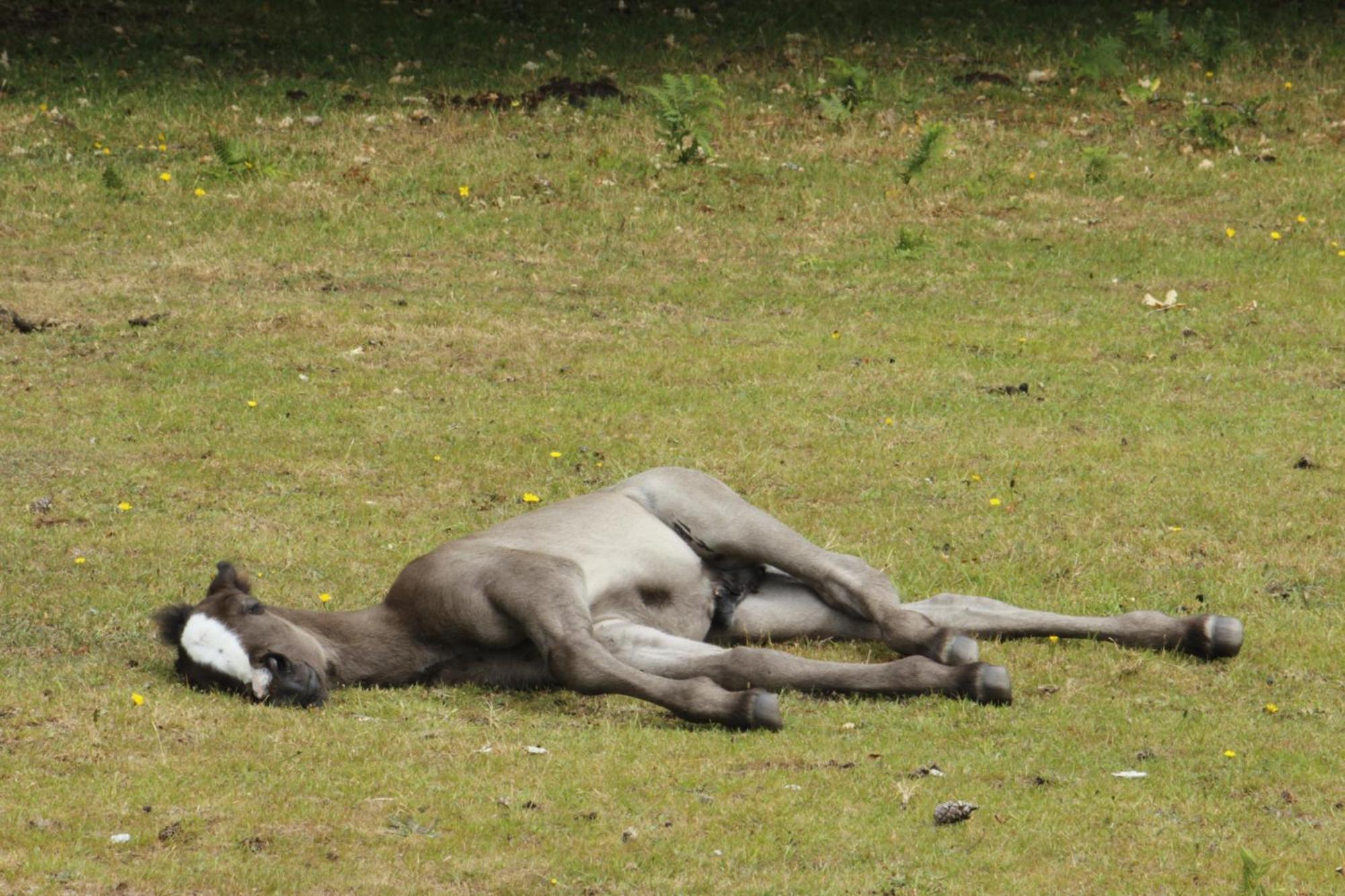 Avondale New Forest Godshill  Exteriör bild